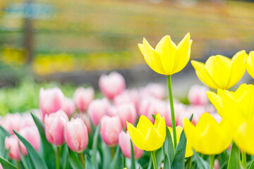 	黄色とピンクのチューリップ