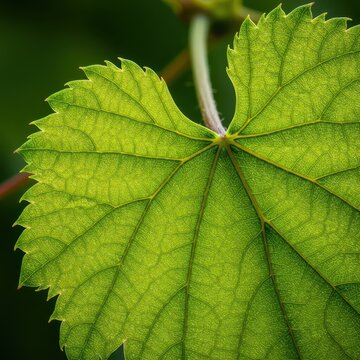 Extreme close-up of a vibrant green grape leaf showing the detailed veins, serrated edges, and complex, rough surface texture, vibrant, healthy, fresh