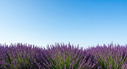 Obraz premium Rows of purple lavender blooming under the clear summer sky. A tranquil and aromatic agricultural landscape scene perfect for relaxation, tranquil, herb, blooming
