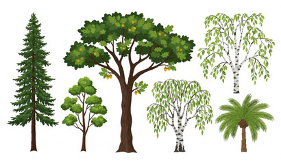 Tree collection vector illustration with pine, oak, birch, and palm forest foliage design © Rasel