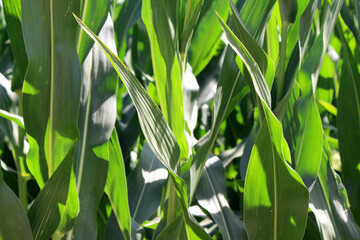 Naklejka premium Corn Leaf Close-up July 2024