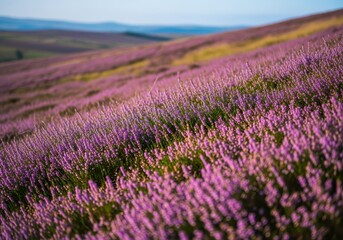 Obraz premium Delicate flowering heather covering vast moorlands and hillsides, displaying rich seasonal colors of purple, pink, and green on a clear, sunny late summer day, delicate, growth, magenta