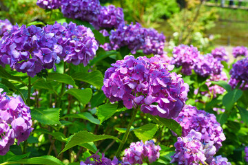 本土寺　美しい紫陽花（あじさい,アジサイ）コピースペースあり（日本千葉県松戸市）　Hondo-ji Temple （Hondoji Temple)　Beautiful hydrangea, copy space available (Matsudo City, Chiba Prefecture, Japan)