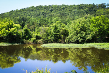 Fototapeta premium A calm river reflects dense green trees and bushes under a clear blue sky with a forested hill in the background and plants growing along the peaceful water edge