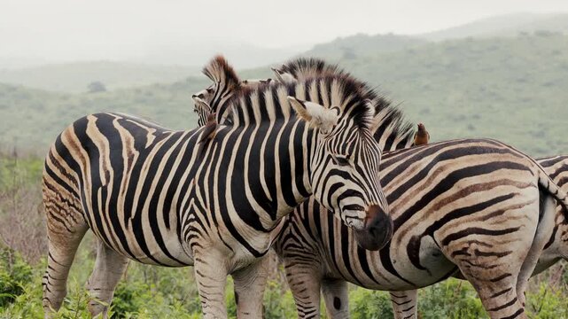 A herd of zebras in a South African national park interact playfully, grooming, nibbling, and swishing their tails, capturing natural social behavior and tender moments among wildlife in the savannah.