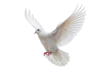 Pristine adult white dove with pink beak and feet, immaculate feathers, broad wings fully extended mid-flight, isolated against a bright transparent studio background with copy space, concept of