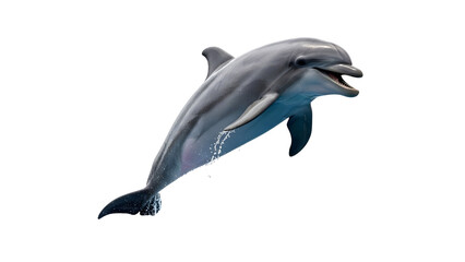 dolphin, jumping dolphin, happy dolphin, ocean dolphin, marine mammal, sea animal, playful dolphin, dolphin isolated, dolphin png, dolphin without background, dolphin no bg, isolated dolphin, dolphin  © chat
