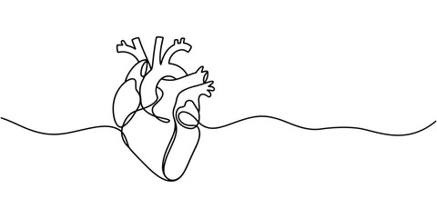 Single continuous line art anatomical human heart silhouette. Healthy medicine concept design one sketch outline drawing vector illustration. © Creative Tania