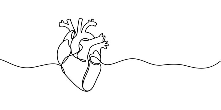Single continuous line art anatomical human heart silhouette. Healthy medicine concept design one sketch outline drawing vector illustration.