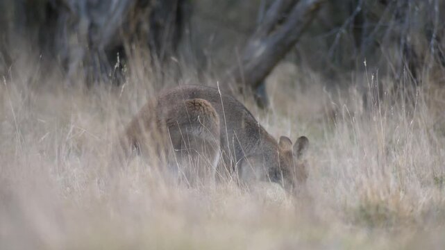 Red-necked Wallaby grazing in long dry grass before hopping away