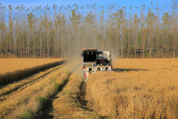 Fototapeta premium The rice field harvester is working