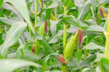 Ripe Yellow Corn Cob on Stalk in Agricultural Field at Sunset. Green Corn Ears Growing on Stalks in Lush Agricultural Plantation © banthita166
