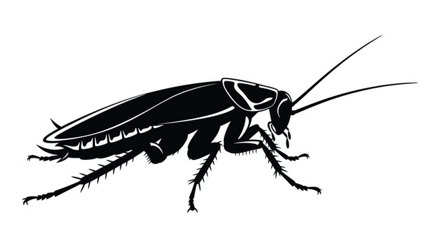 A black and white illustration of a cockroach isolated on white background, Vector