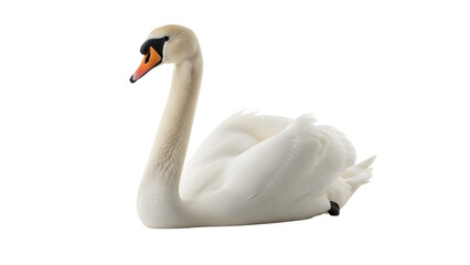 Fototapeta premium swan, white swan, swan bird, elegant swan, water bird, lake bird, swan isolated, white background, swan png, swan image, swan picture, realistic swan, graceful bird, aquatic bird, nature wildlife, whi