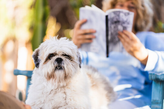 Adorable shih tzu posing while senior woman reading
