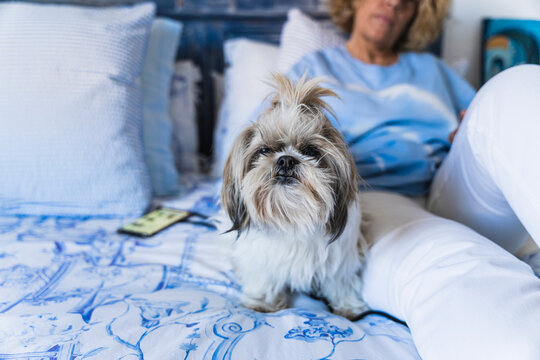 Shih tzu dog sitting on bed with woman relaxing in background