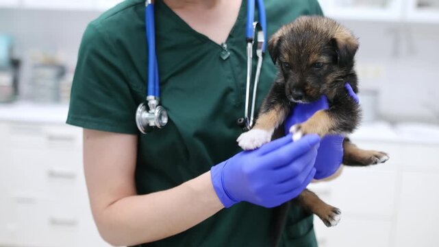 Video of unrecognizable doctor during appointment of patient in office a modern clinic. Skillful veterinarian is at the workplace in vet hospital. Woman holding cute tiny puppy dog