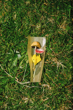 Mushroom and wildflowers placed on rolling paper in nature