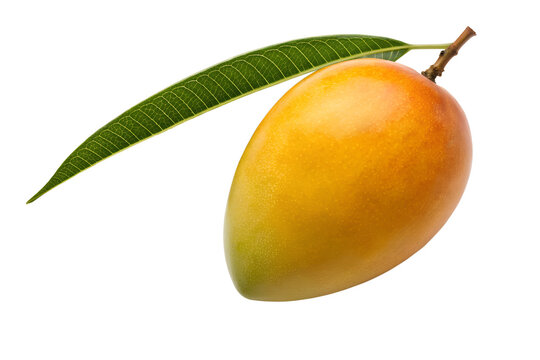 Fresh Ripe Mango Whole Orange Yellow Tropical Fruit Leaf Stem Closeup