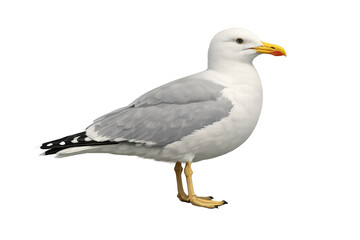 Obraz premium Seagull standing in profile, watching, with white and grey feathers, yellow beak, and legs. An isolated bird