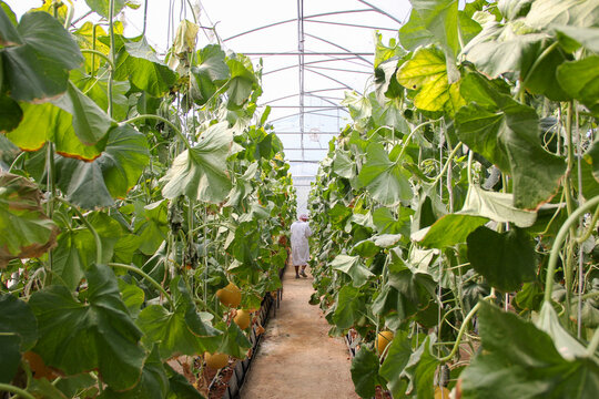 Melon trees inside a greenhouse