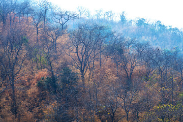 A tropical rainforest in the dry season, where most trees have withered, their leaves turning yellow and brown.