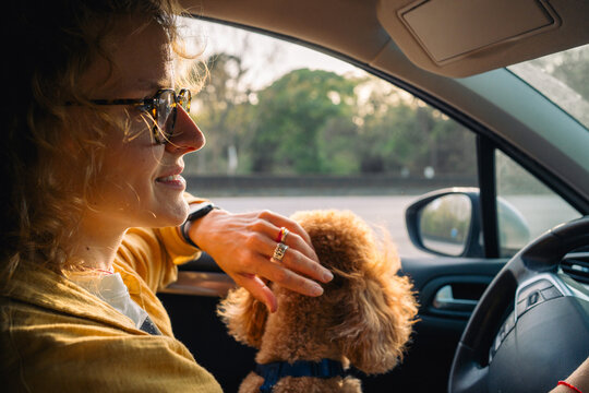 Driver with poodle on lap during sunny car ride