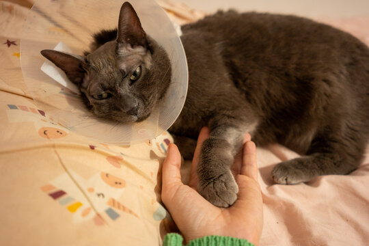 Recovery Cone Cat at Home