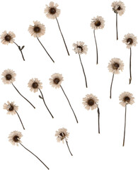 white pressed mini daisies png cutout