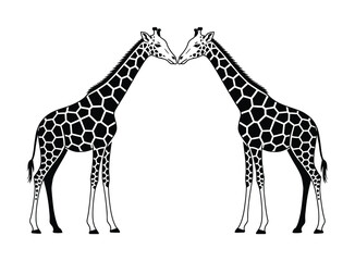 Two Giraffes Facing Each Other with Distinctive Black and White Patches