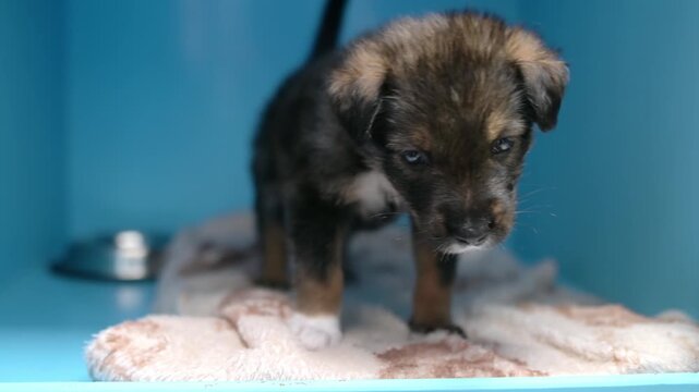 Tiny cute puppy in a cage at a veterinary clinic or animal shelter. Pet hotels. Pet boarding. Protection, treatment, vaccination, adoption of homeless or lost animals.