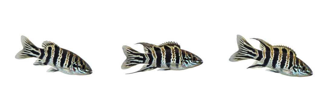 Zebra danio Danio rerio isolated on white background, zebrafish striped freshwater cyprinid, Indian Ganges species, tropical nano aquarium fish laboratory model organism cutout