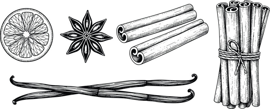 Vintage Engraved Spice Set Vector Illustration with Cinnamon Vanilla Star Anise and Citrus Slice