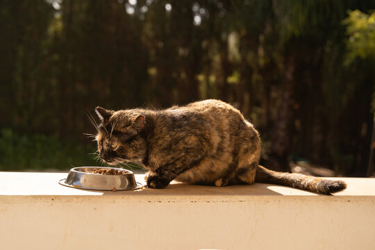 Cat eating from bowl