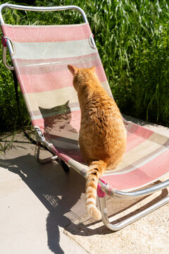 Cat climbing lounge chair