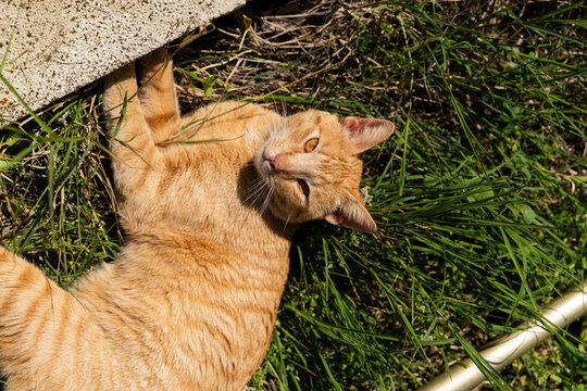 Closeup cat on grass