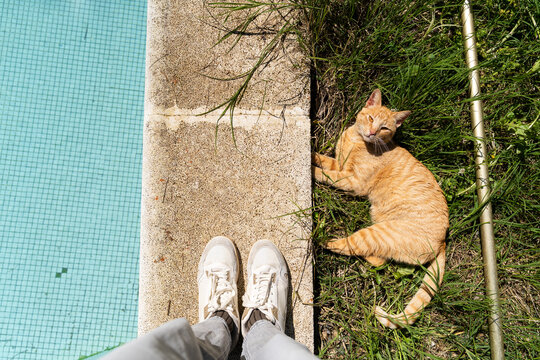 POV Feet near sunbathing cat
