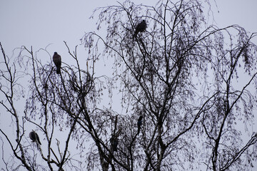 A tree with a few birds perched on it