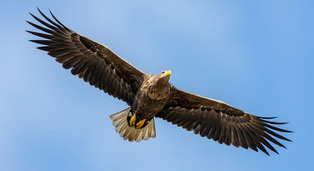 Obraz premium Powerful majestic eagle with impressive broad wings soaring gracefully against a vibrant clear blue sky, embodying the spirit of wild freedom and natural power