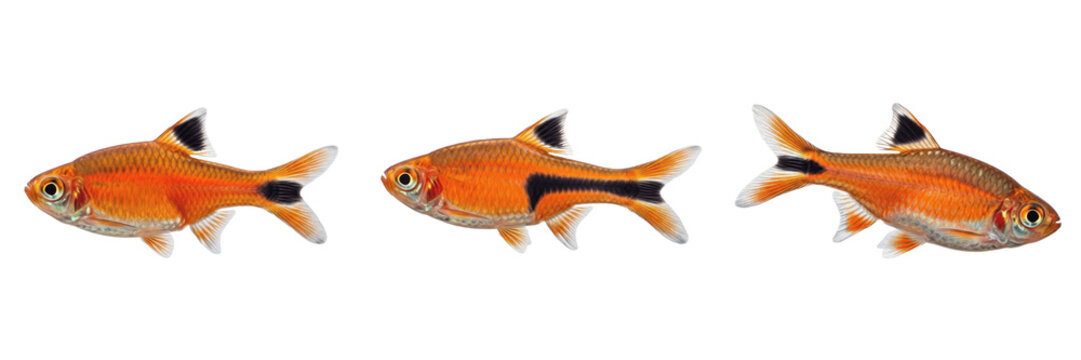 Harlequin rasbora Trigonostigma heteromorpha isolated on white background, Southeast Asian freshwater nano aquarium fish tropical schooling species cutout image