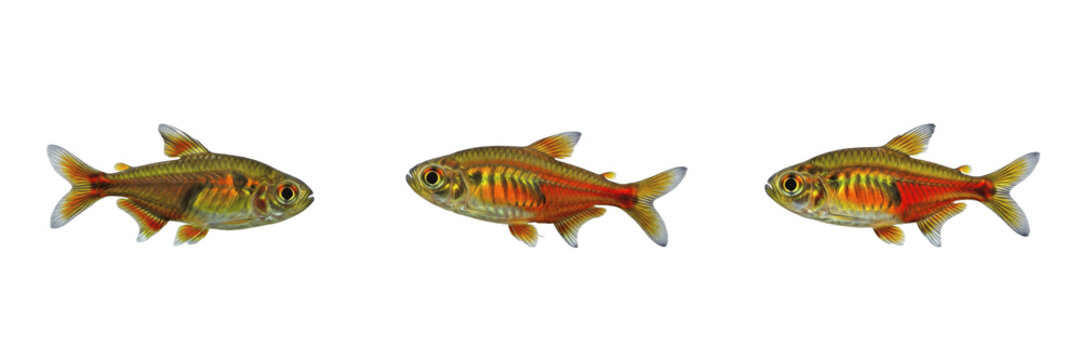 Ember tetra Hyphessobrycon amandae isolated on white background, fire tetra Amazon freshwater nano schooling characin tropical aquarium fish cutout image