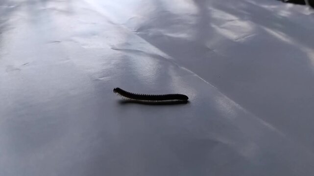 Close up of millipede crawling on clean white background