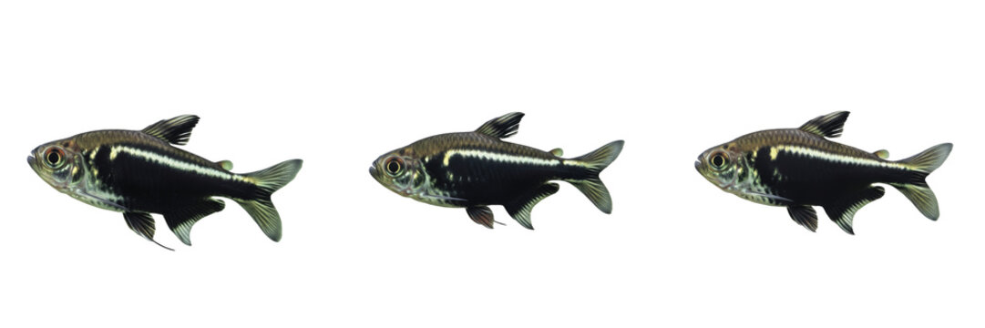 Black skirt tetra Gymnocorymbus ternetzi isolated on white background, black widow tetra South American freshwater characin tropical aquarium schooling fish cutout image