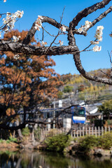 26219鎌倉　北鎌倉12　白梅