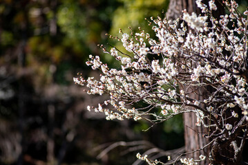 26219鎌倉　北鎌倉13　白梅