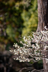 26219鎌倉　北鎌倉11　白梅