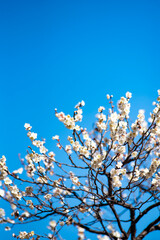 26219鎌倉　北鎌倉10　白梅