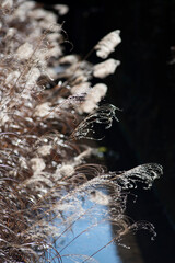 26219鎌倉　北鎌倉9　すすき