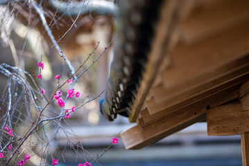 26219鎌倉　浄智寺1　紅梅