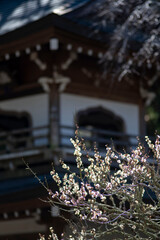 26219鎌倉　浄智寺1　紅梅